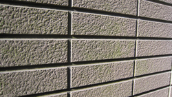 カビが生えている