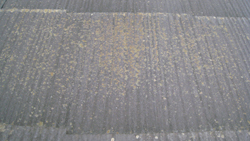 屋根に藻が生えている